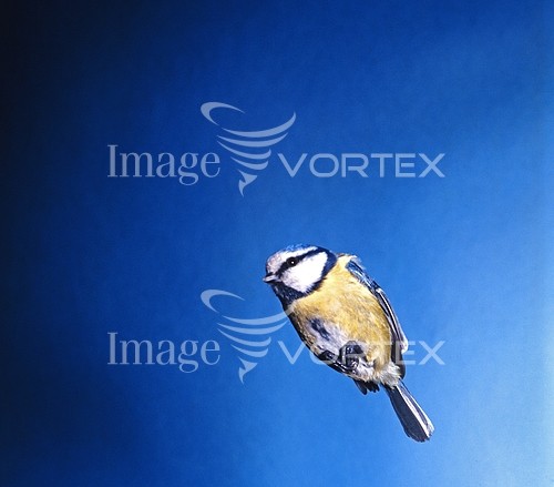 Bird royalty free stock image #371924146