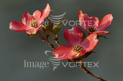 Flower royalty free stock image #372339755