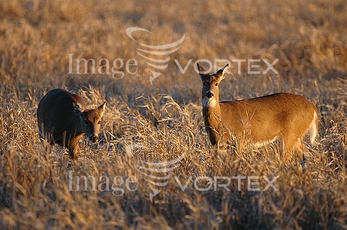Animal / wildlife royalty free stock image #373683682