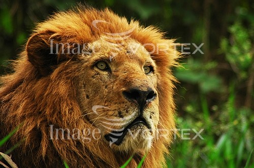 Animal / wildlife royalty free stock image #374771478