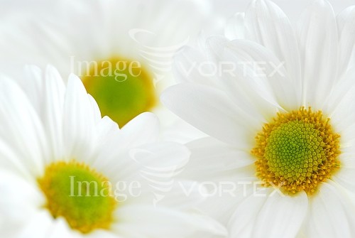 Flower royalty free stock image #375269038