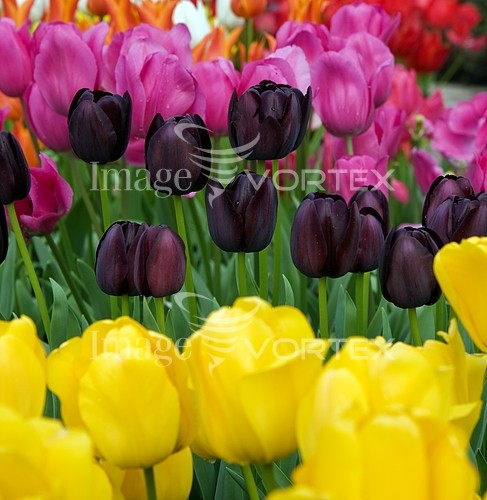 Flower royalty free stock image #375871550