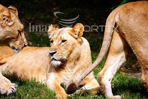 Animal / wildlife royalty free stock image #375904806