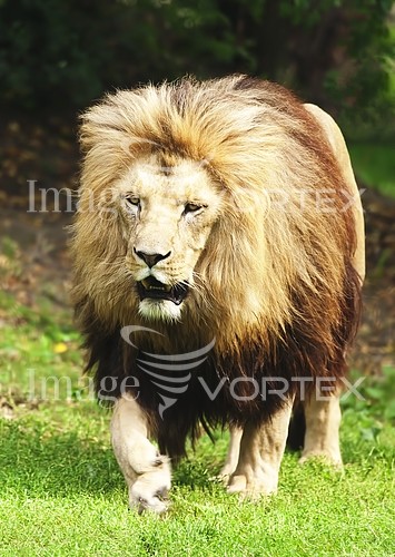 Animal / wildlife royalty free stock image #375608701