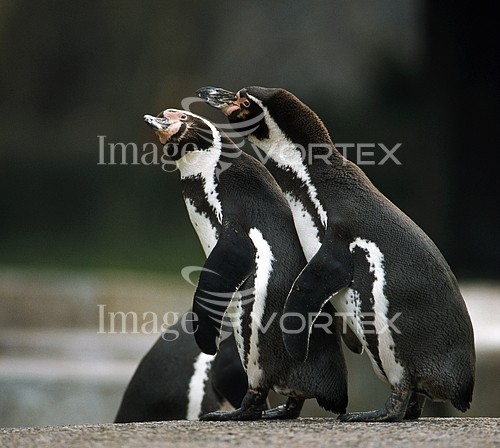 Animal / wildlife royalty free stock image #375134891