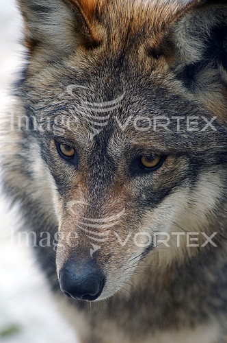 Animal / wildlife royalty free stock image #375013414