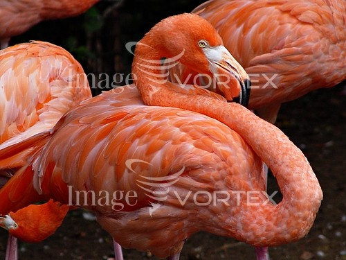 Bird royalty free stock image #376623074