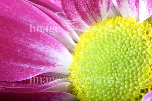 Flower royalty free stock image #376627916