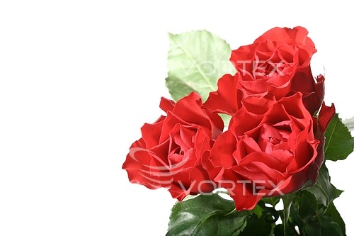 Flower royalty free stock image #376959383