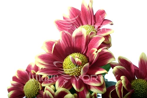 Flower royalty free stock image #376797031