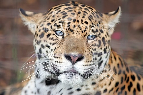 Animal / wildlife royalty free stock image #377151086