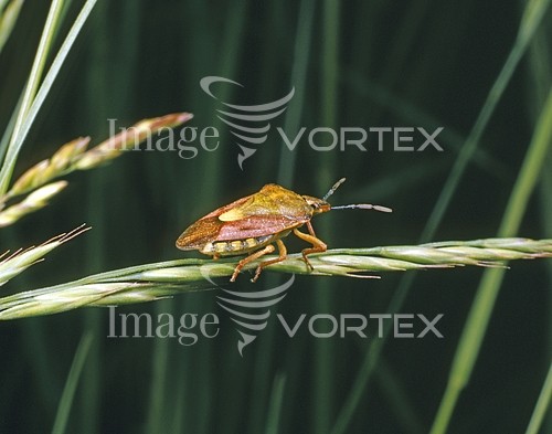 Insect / spider royalty free stock image #378326863