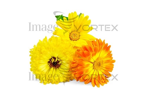 Flower royalty free stock image #378383866