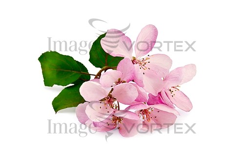 Flower royalty free stock image #378312602