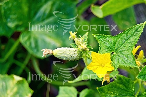 Food / drink royalty free stock image #378512241