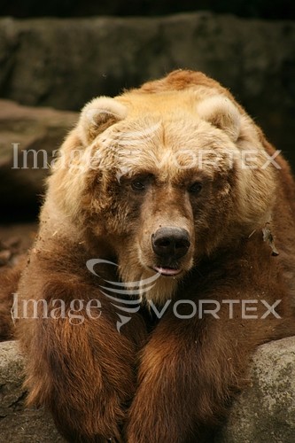 Animal / wildlife royalty free stock image #380724977