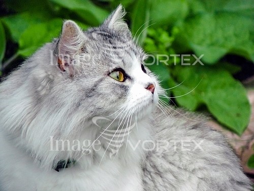 Pet / cat / dog royalty free stock image #380857984