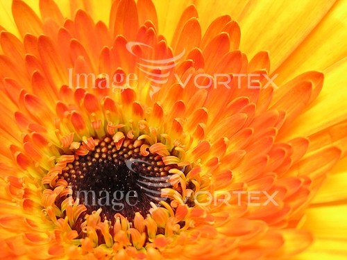 Flower royalty free stock image #380778434