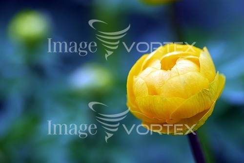 Flower royalty free stock image #380336266