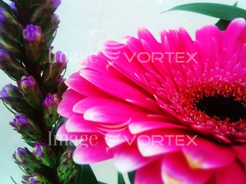 Flower royalty free stock image #380506927