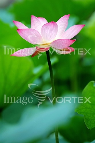 Flower royalty free stock image #380236472
