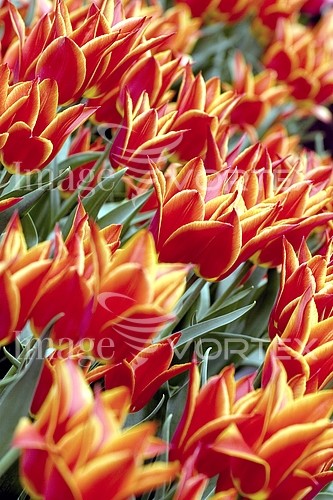 Flower royalty free stock image #380132847