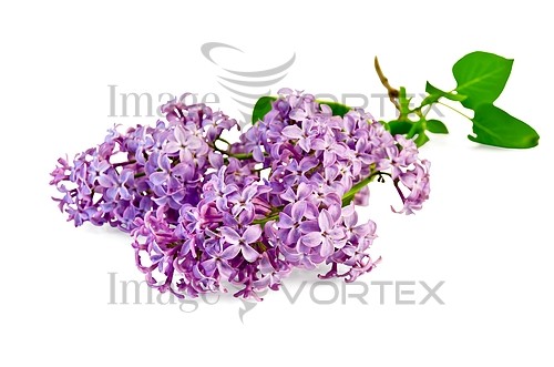 Flower royalty free stock image #381138807