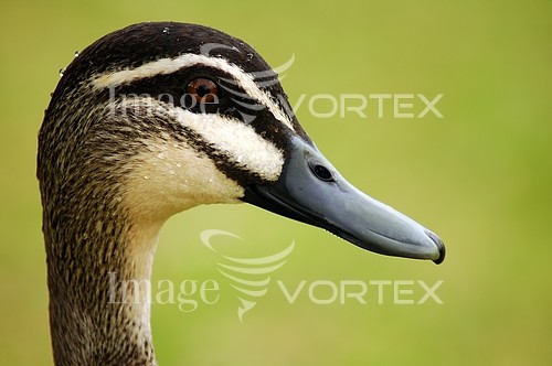 Bird royalty free stock image #381180336