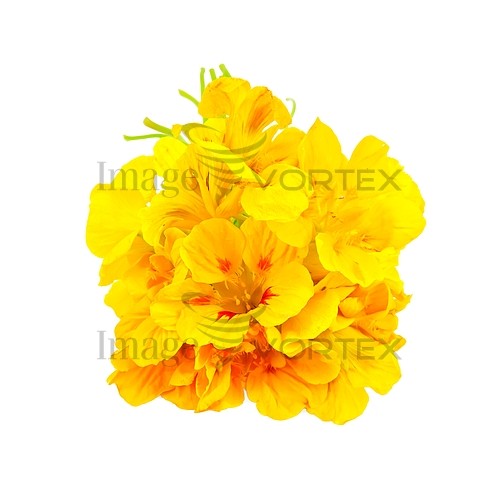 Flower royalty free stock image #382203965