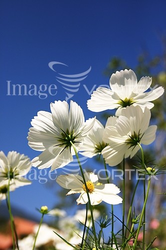 Flower royalty free stock image #383268269