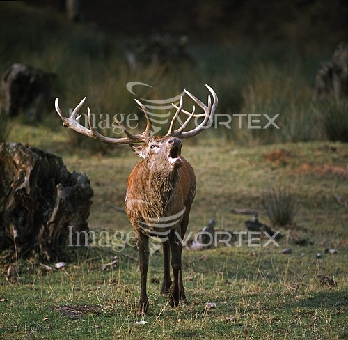 Animal / wildlife royalty free stock image #384305784