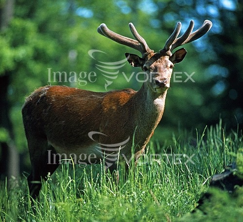 Animal / wildlife royalty free stock image #384446817