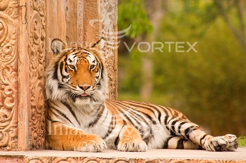 Animal / wildlife royalty free stock image #385963524