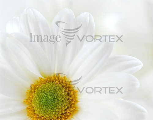 Flower royalty free stock image #386740621