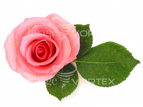 Flower royalty free stock image #386256289