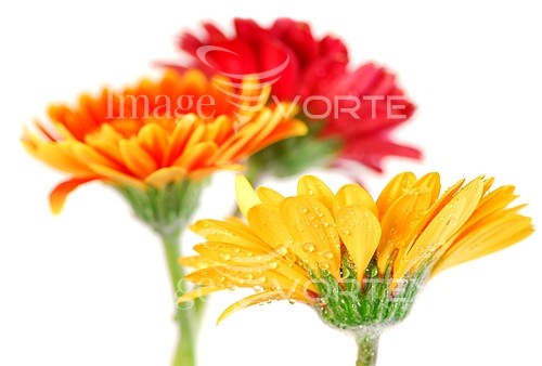 Flower royalty free stock image #387426324