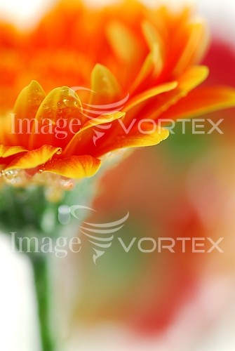 Flower royalty free stock image #387438895