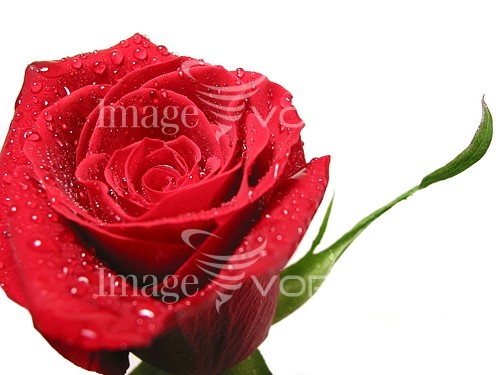 Flower royalty free stock image #387383522