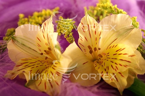 Flower royalty free stock image #389763066