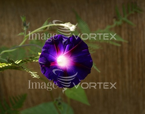 Flower royalty free stock image #391409818