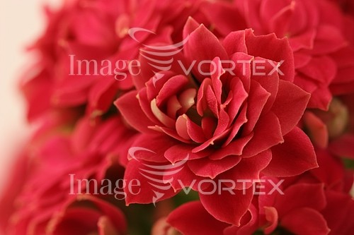 Flower royalty free stock image #391296603