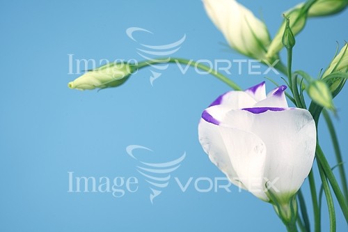 Flower royalty free stock image #391657834