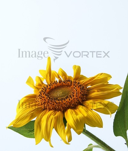 Industry / agriculture royalty free stock image #391698098