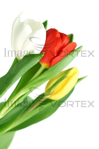 Flower royalty free stock image #391988716