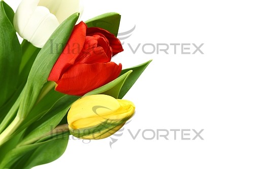 Flower royalty free stock image #391992291