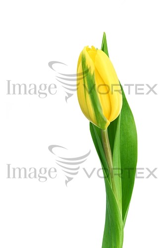 Flower royalty free stock image #392367475