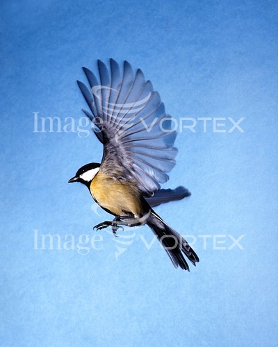 Bird royalty free stock image #392806522