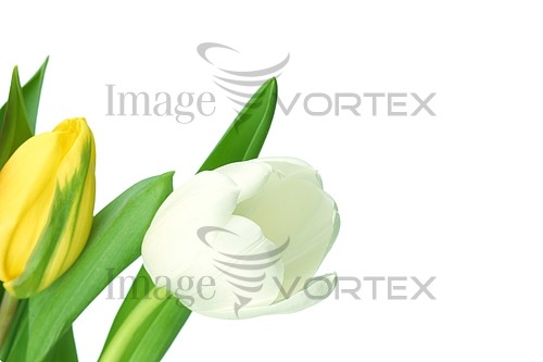 Flower royalty free stock image #392002952