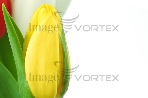 Flower royalty free stock image #392028997