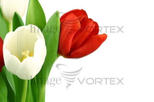 Flower royalty free stock image #392035152